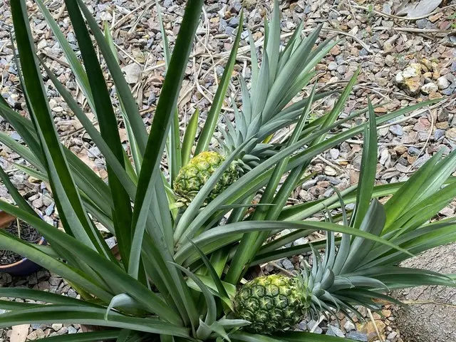 常夏の気候を利用した家庭菜園【オーストラリア】