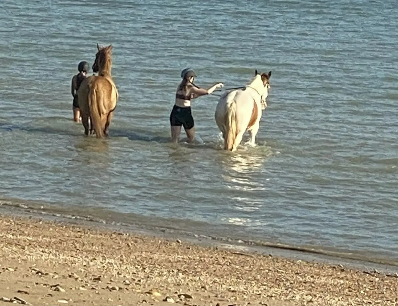 ビーチで見かけた馬