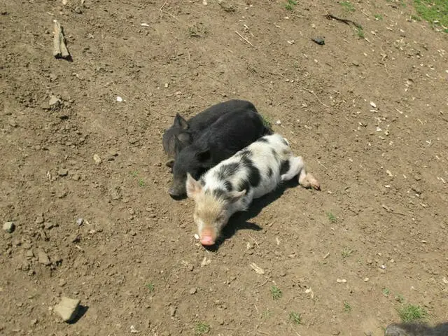 ニュージーランド産の豚『クネクネ』がキュート！【ニュージーランド】