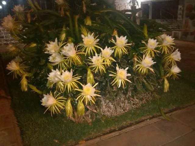 ロマンチック！夜に咲く花【スペイン】