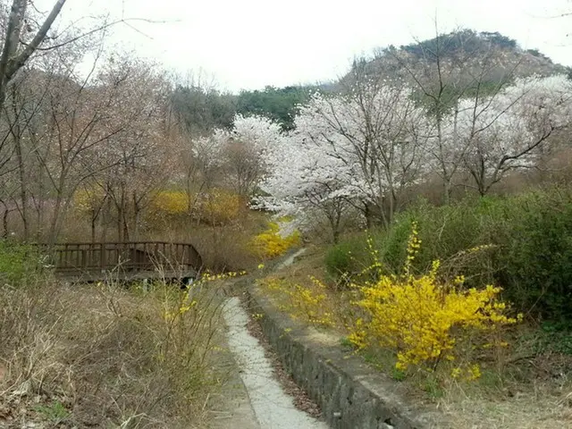 春はもうすぐそこまでやってきた！韓国の春の花カレンダー【韓国】