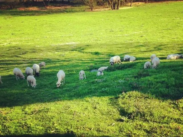 街の中の羊の群れに癒される【フランス】
