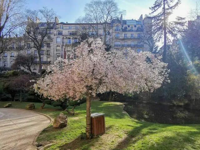 フランスでお花見しよう！【フランス】