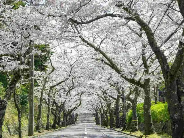 【静岡県伊東市のお花見スポット3選】全長3kmの桜のトンネルや「さくら名所100選」に認定されたスポットも