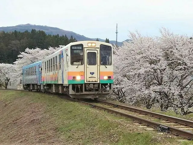 1本の木に会いに行く（40）山形 さくら回廊＜山形県＞