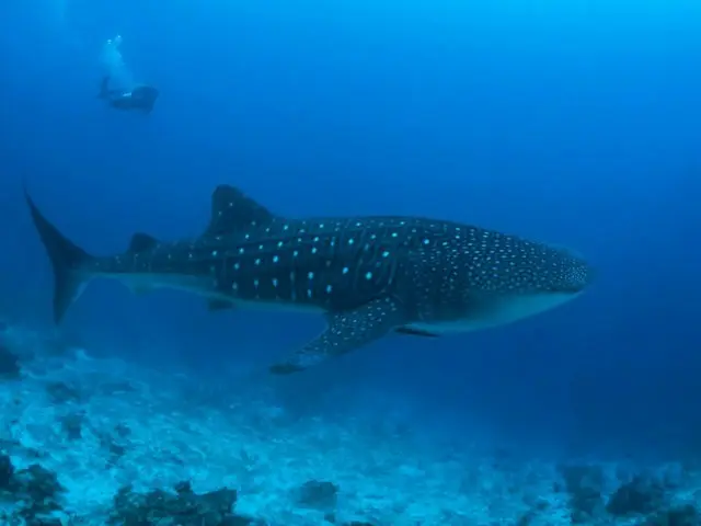 「美ら海水族館」と思い出に残る冒険の旅に出かけよう！【沖縄】