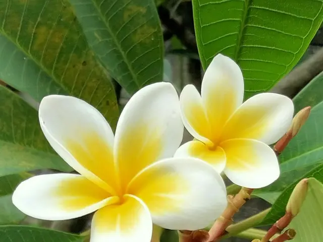バリ島のあちこちに咲く「プルメリア」の種類は、なんと数百種！色、形、香り。お好みの「プルメリア」を探したい【インドネシア】