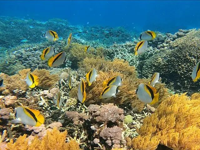 色とりどりの熱帯魚たちとサンゴ礁！バリの離島でシュノーケル【インドネシア】