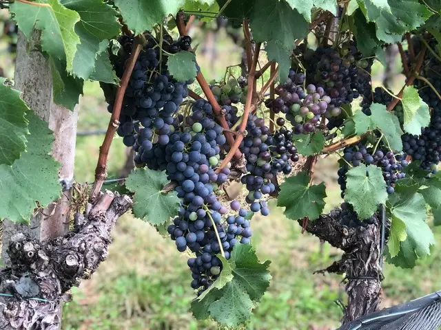 リンゴとブドウ畑が家より多い町カルダーロ【イタリア】