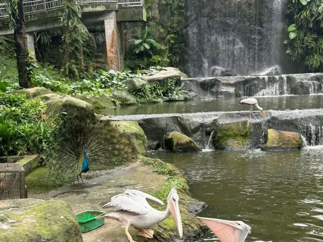 鳥を間近で見れるKL bird park【マレーシア】