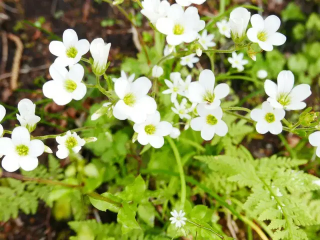 春山は山野草がいっぱい！デリケートだけど強靭な野の花たち【イタリア】