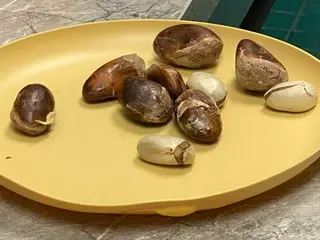 調理して食べられるドリアンの種！【オーストラリア】