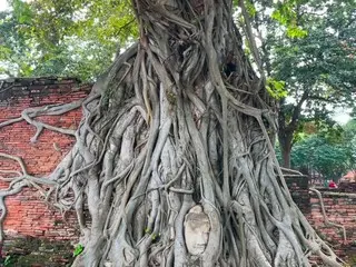 ワット・マハタートの木の根の仏頭【タイ】