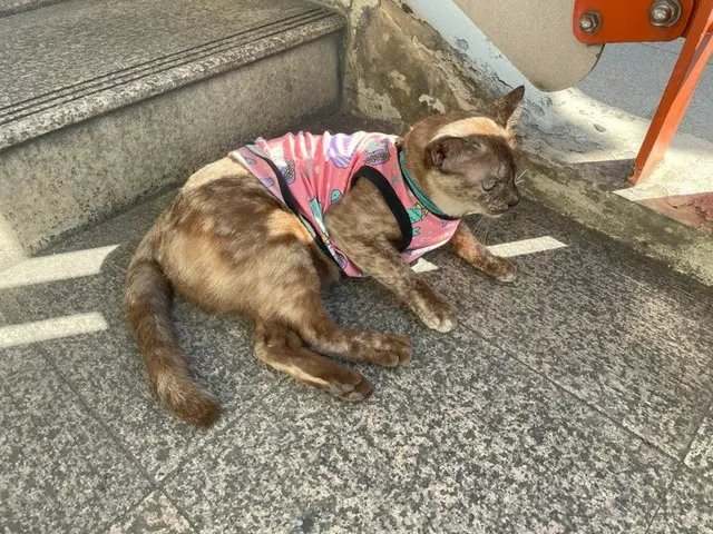 乾季の風物詩、服を着た動物たち【タイ】