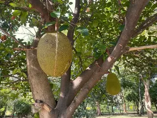 世界最大のフルーツ【タイ】