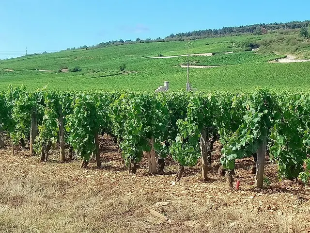 ぶどう収穫時あるある〜収穫場所を間違える件〜