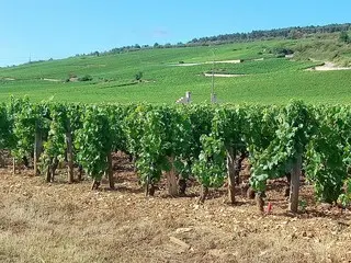 ぶどう収穫時あるある〜収穫場所を間違える件〜