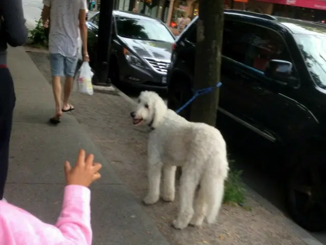 大型犬好き！バンクーバーのペット事情【カナダ】