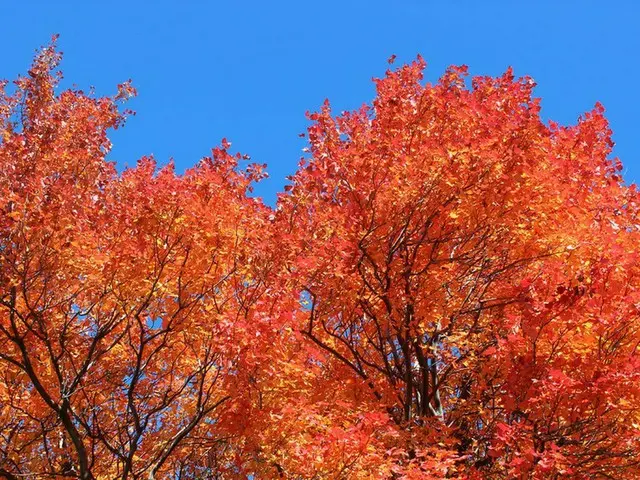 紅葉真っ盛り!!【カナダ】