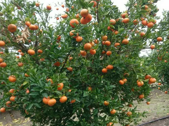 果物の栽培が盛んなトルコ、もちろんミカンも！【トルコ】