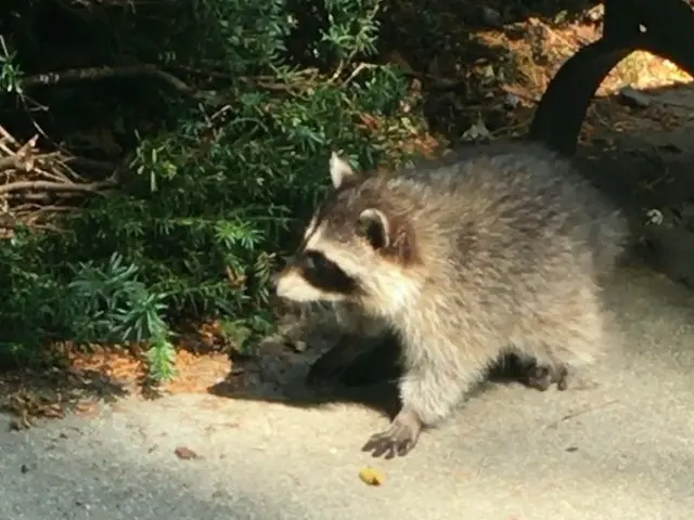 道路にリス！？バンクーバーには野生動物がいっぱい！【カナダ・バンクーバー】