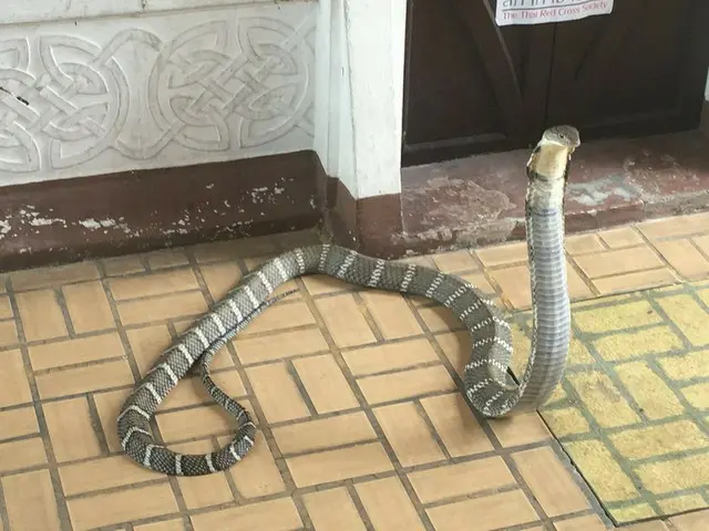 バンコクに来たらヘビ園へ行ってみよう！【タイ】