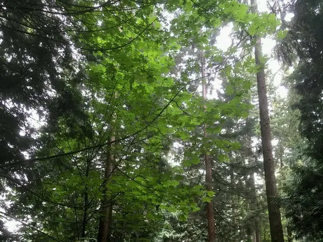 木が大きい気がする【カナダ】