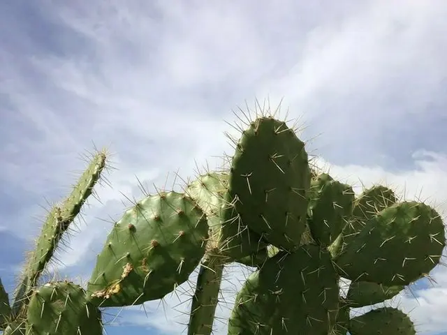 意外と見かけないサボテン【メキシコ】