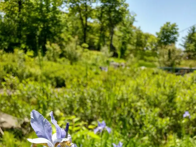 ケベック州の花【カナダ・ケベック】