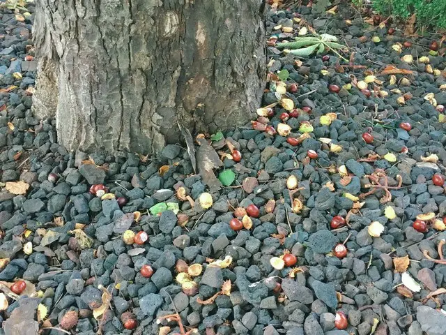 茶色い大きな塊が降ってきた！？よく見るとそれは・・・【カナダ・バンクーバー】