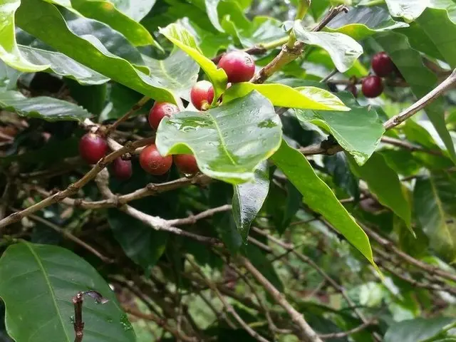 日本で注目されているゲイシャコーヒー【パナマ】