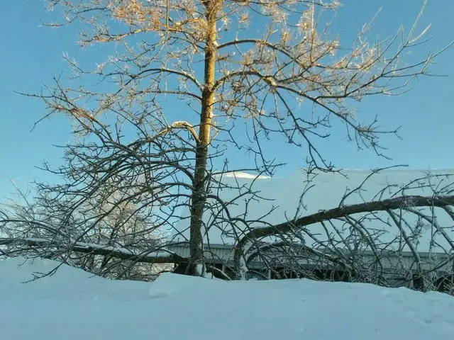 木が折れた！【カナダ・ケベック】