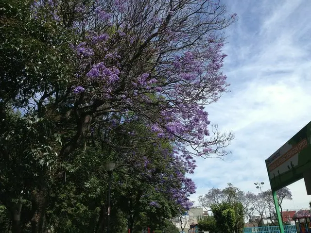 春を告げるハカランダ【メキシコ】