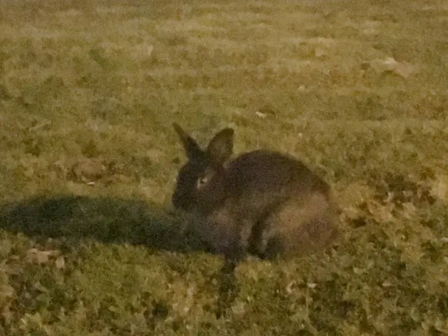 野生のウサギに会いたいならリッチモンドへ【カナダ・バンクーバー】