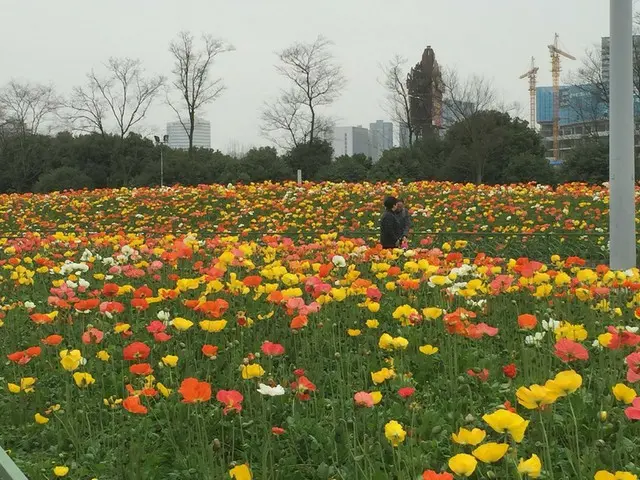 街で一斉に春の花が咲く【中国・四川省】