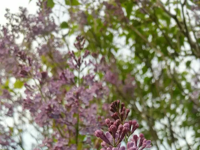 ようやく春になったとケベック【カナダ・ケベック】