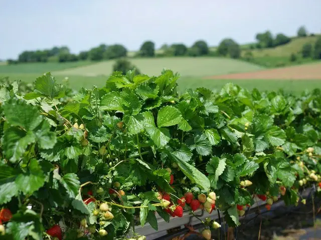 イギリスでもあった！夏が旬のいちご狩り【イギリス】