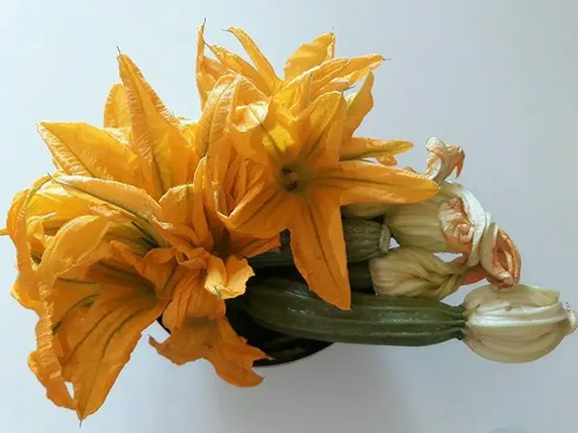 ローマのエディブルフラワーは庶民の味　ズッキーニの花【イタリア】