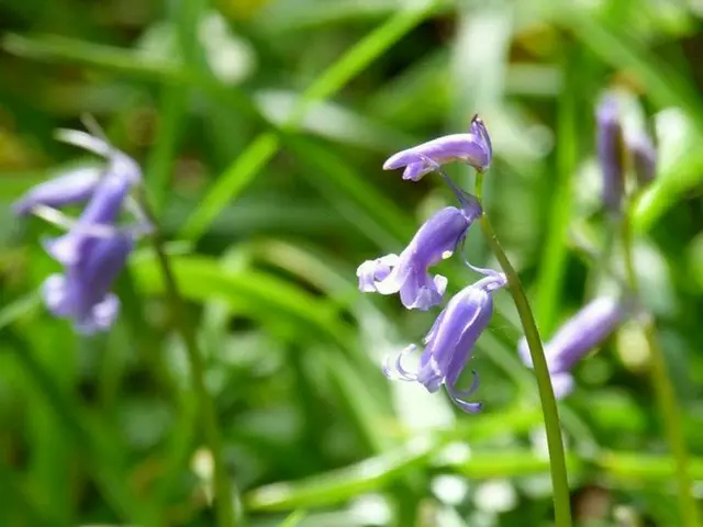 春の訪れを伝える花「ブルーベル」と絶景の青い絨毯【イギリス】