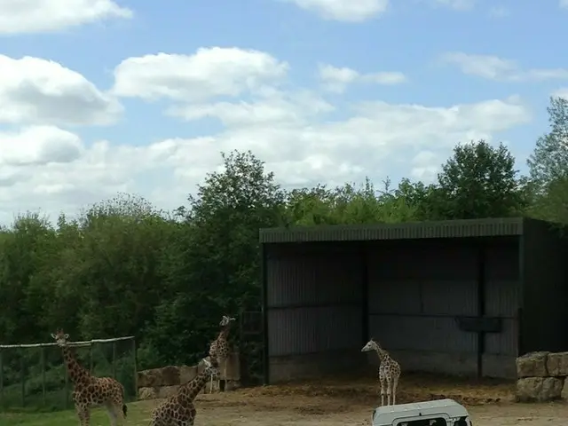 自家用車でも周れる1番人気の「Longleat Safari and Adventure Park（ロングリートサファリ&アドベンチャーパーク）」【イギリス】