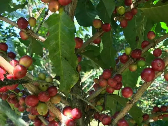 メキシコならではのコーヒーの飲み方で楽しもう【メキシコ】