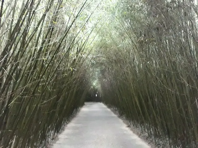 竹で構成された巨大迷路　パルマ【イタリア】