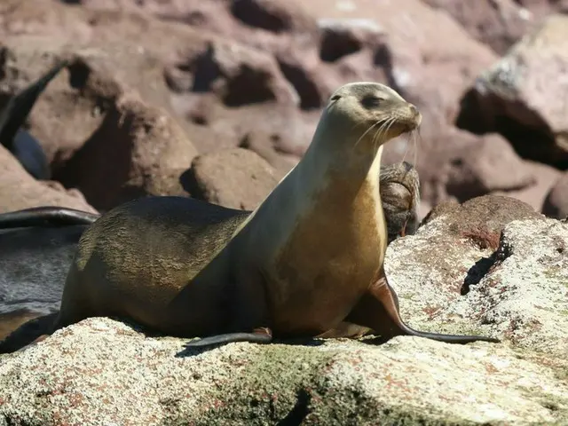 エル・ビスカイノ湾で自然動物に会う【メキシコ】