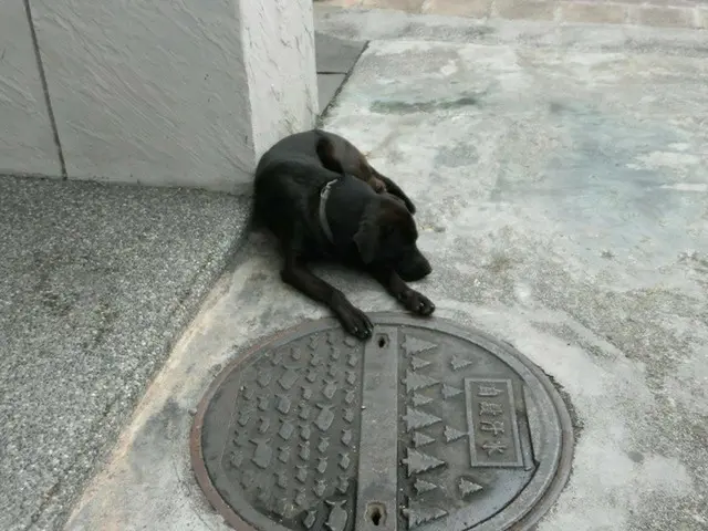 台湾の犬と猫【台湾・台北】