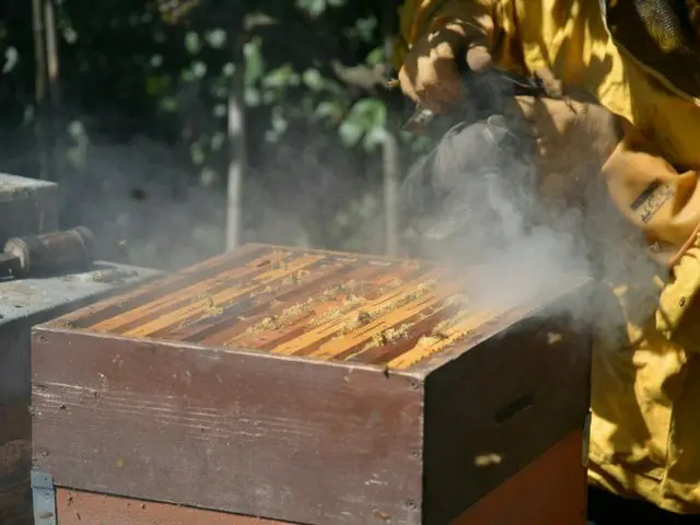 セカンドハウスで自家製はちみつをつくる【イタリア】