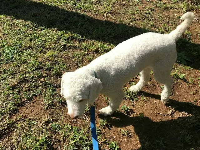 「水の犬」と名の付くスペイン原産の犬【スペイン】