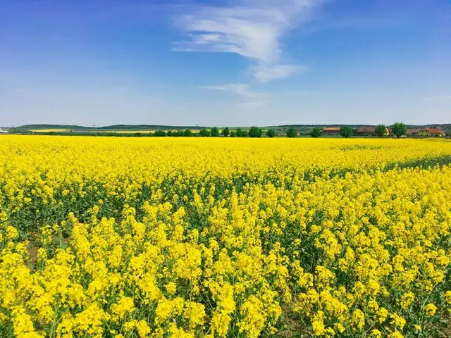 黄金の菜の花畑と、ひまわり畑が圧巻！チェコの郊外を覗いてみよう【チェコ】